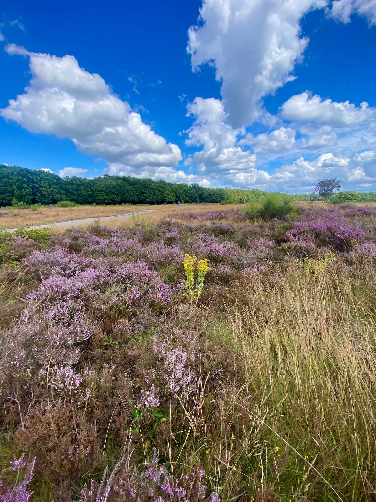 Hoorneboeg Heath - Image 1