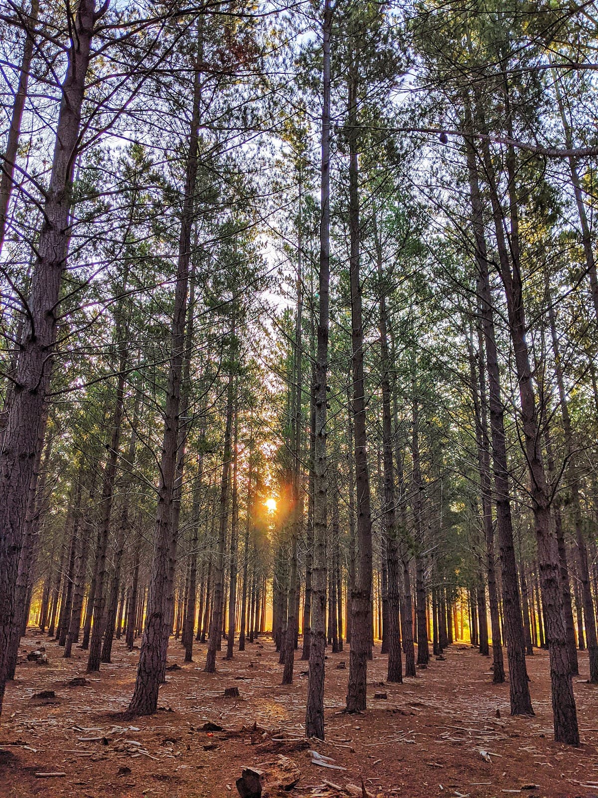 Tokai Forest Cape Town - Image 1