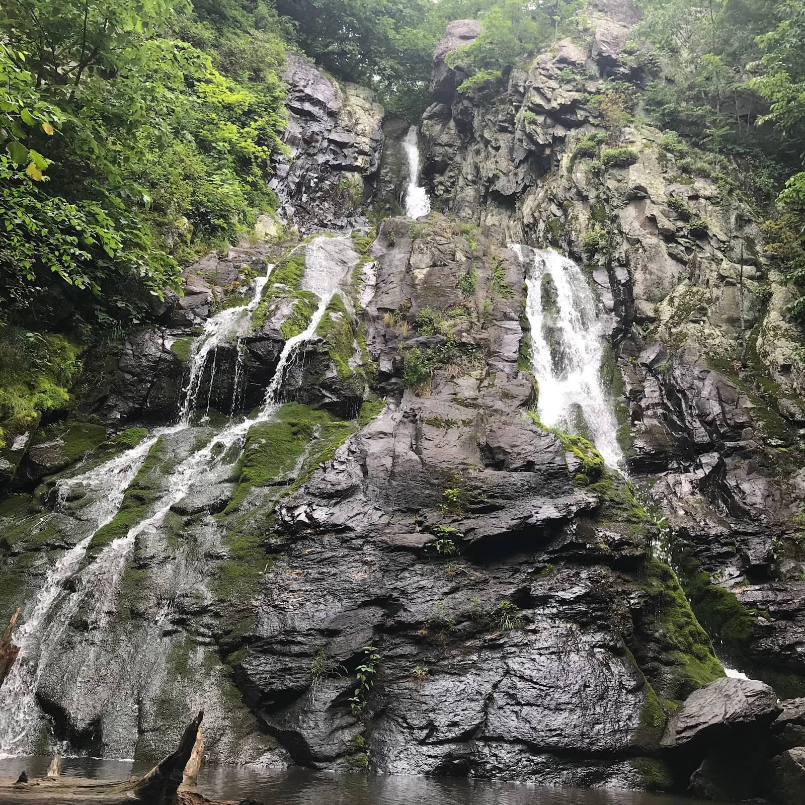 Peaceful Forest Trail