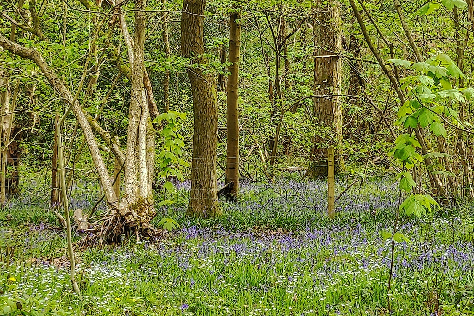 Ecclesall Woods Sheffield - Image 1