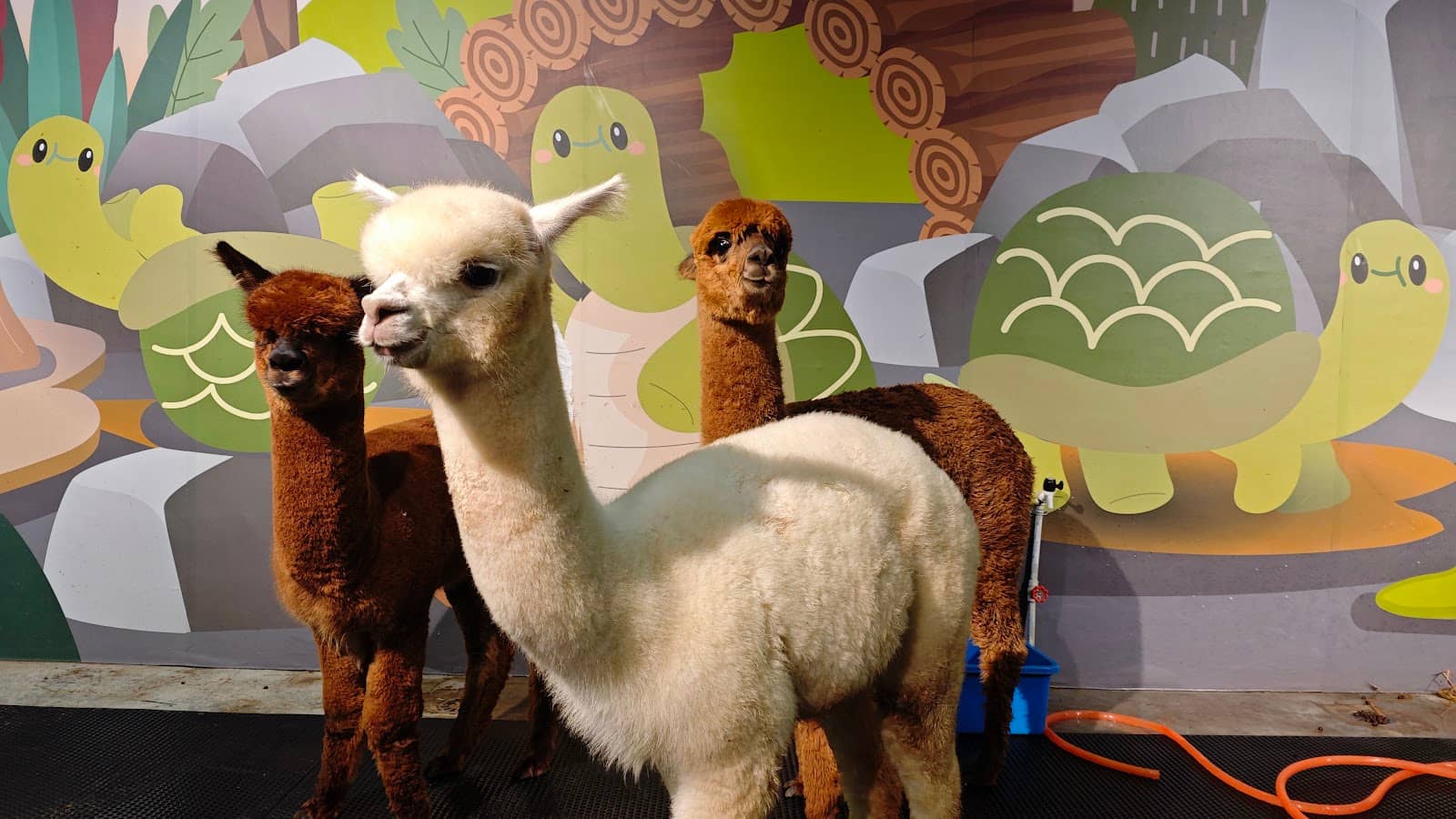 Exotic Animal Variety