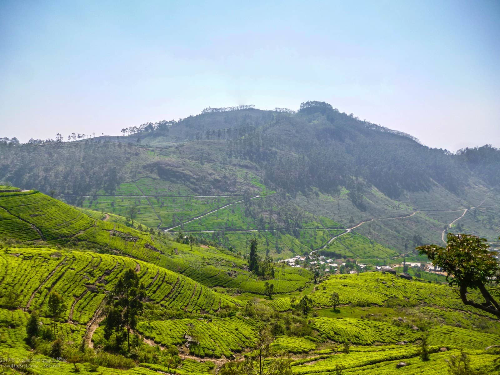 Scenic Tea Estate Drive