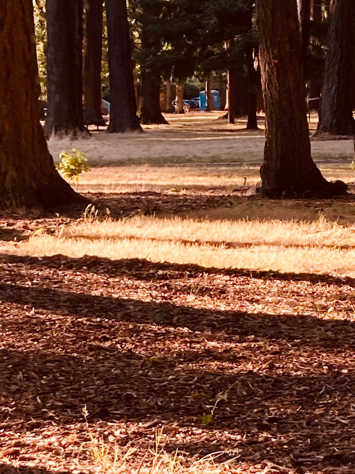 Shaded Picnic Spots