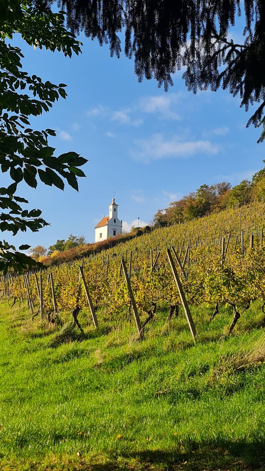 Forest and Vineyard Trails