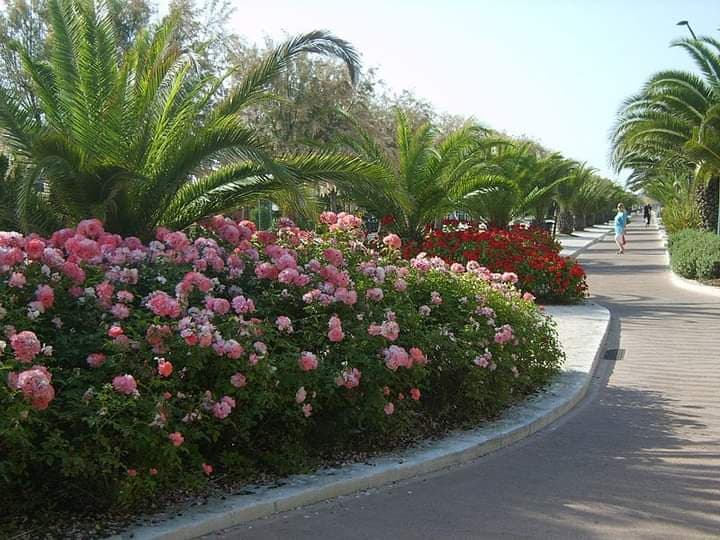 Pista Ciclabile Riviera delle Palme - Image 1