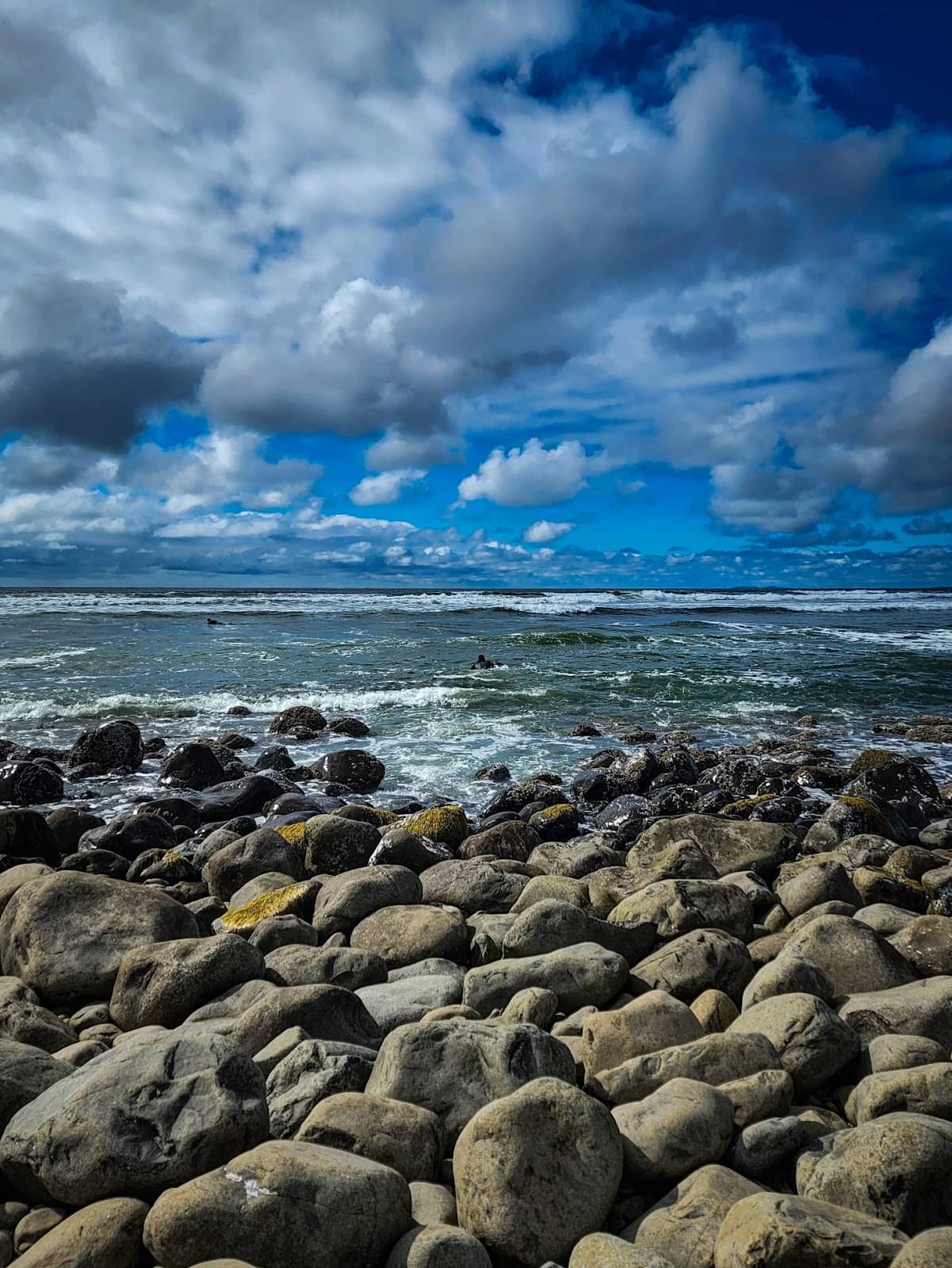 Tide Pool Exploration