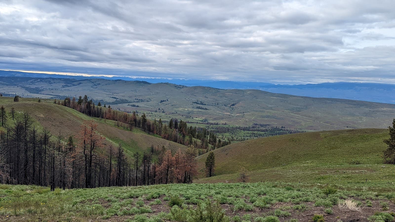 Wenas Wildlife Area - Image 1