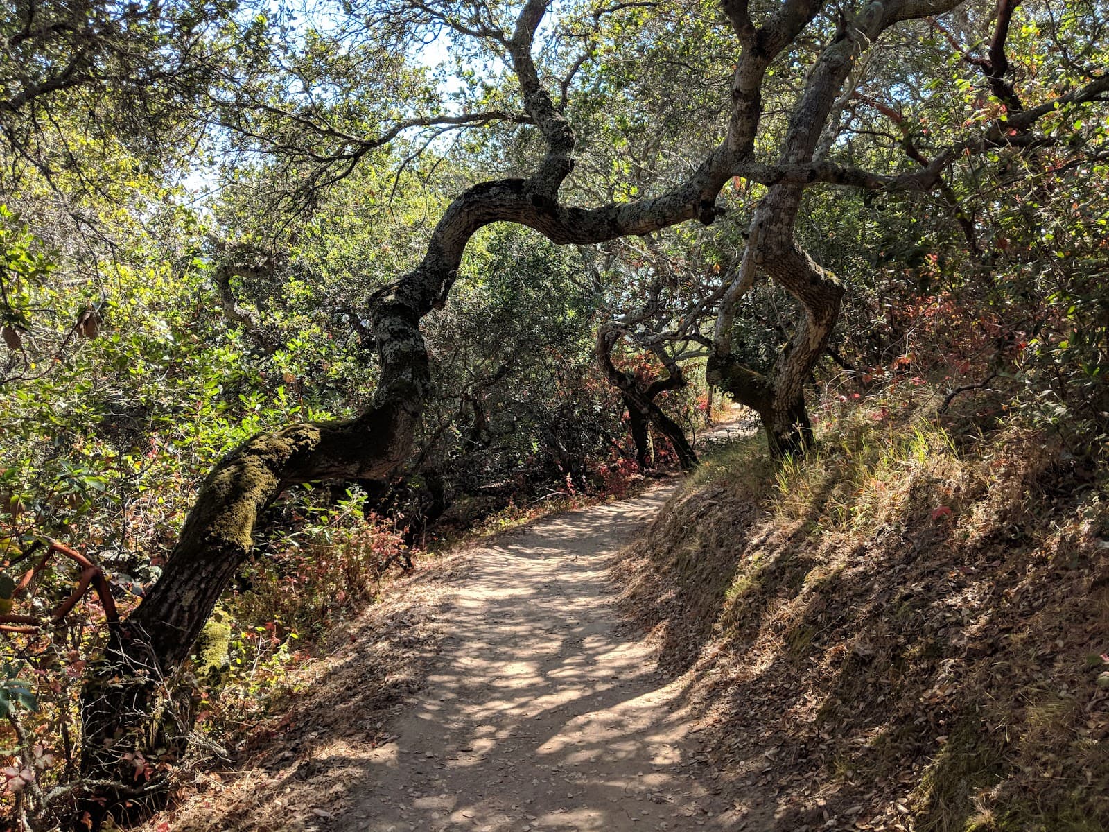 Pulgas Ridge Open Space Preserve - Image 1