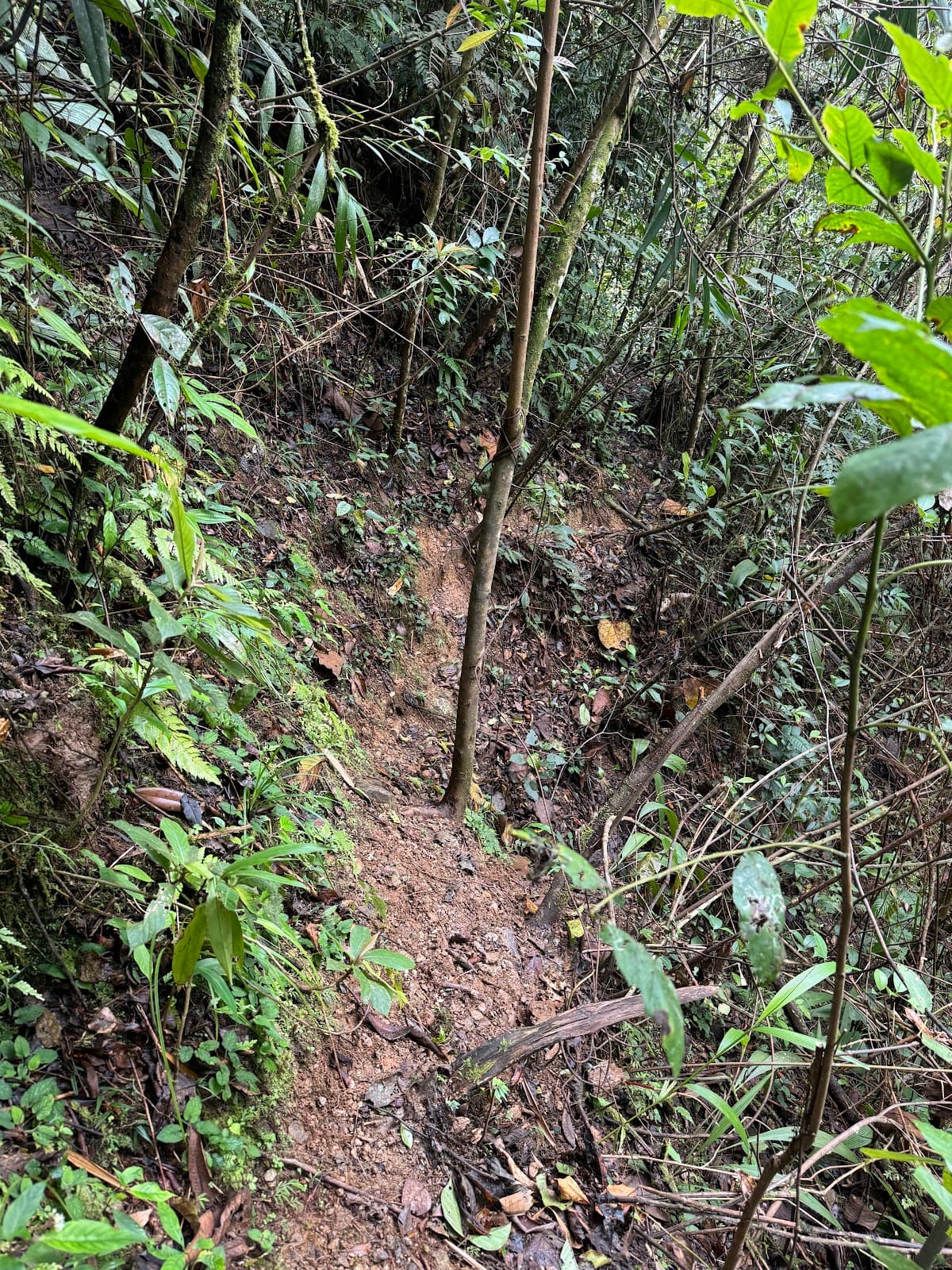 Liwagu Trail - Image 1