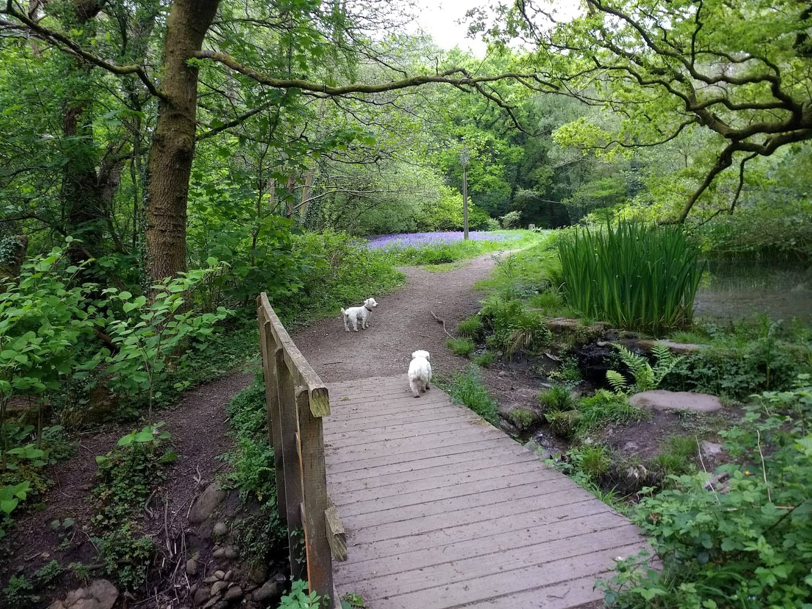 Former Railway Path