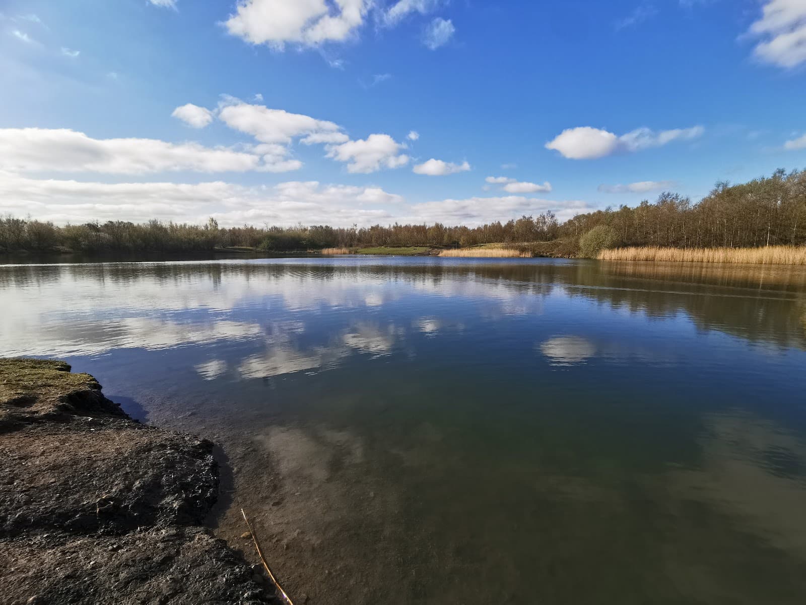 Bold Forest Park - Image 1