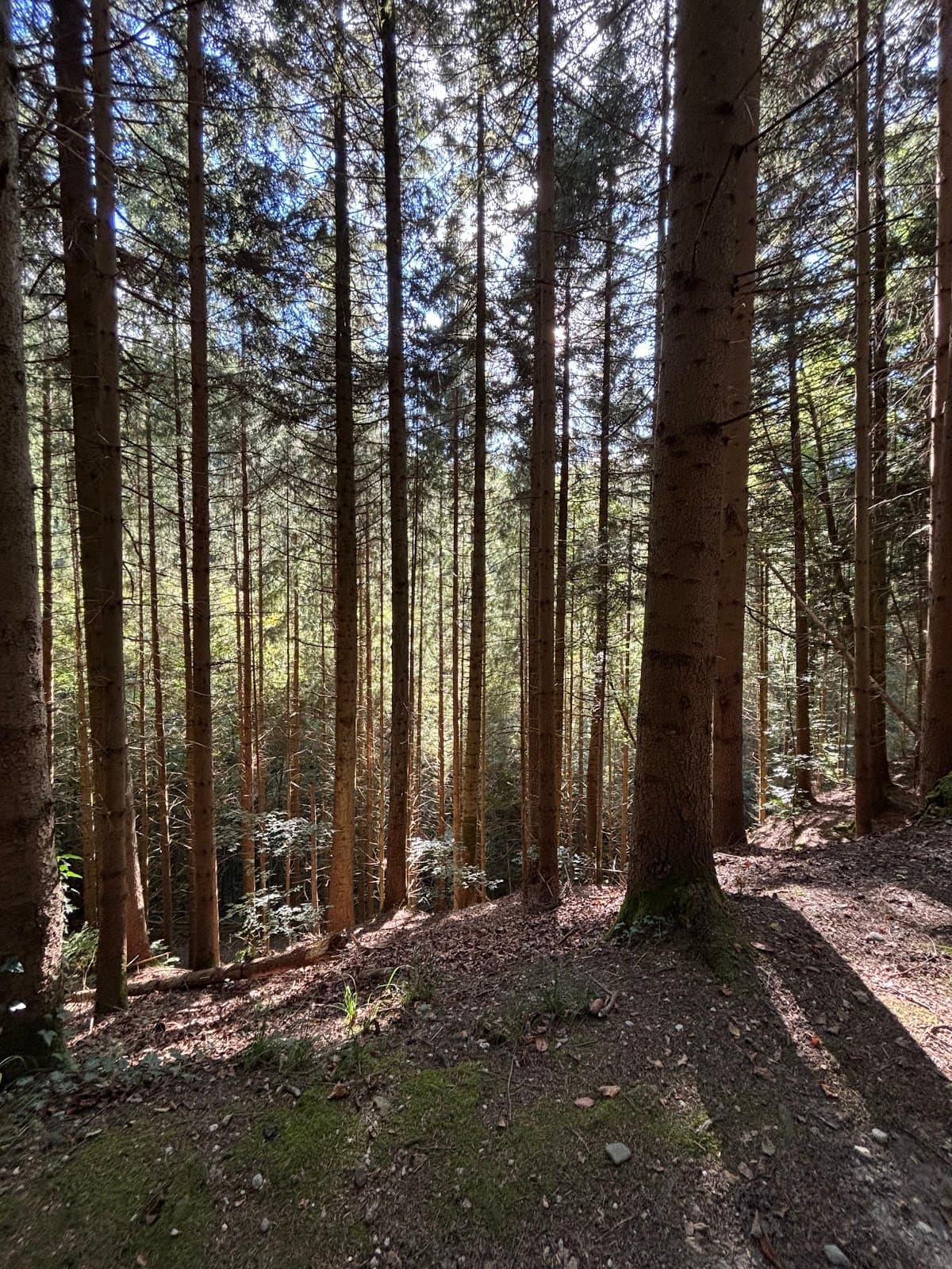 Bremgartenwald - Image 1