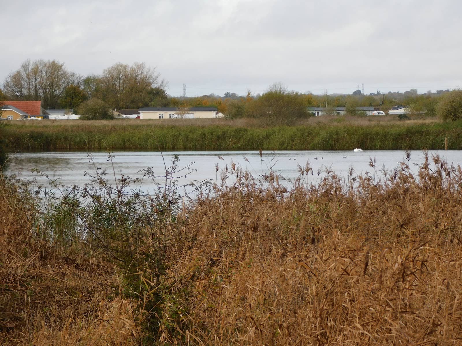 Rare Bittern Sightings