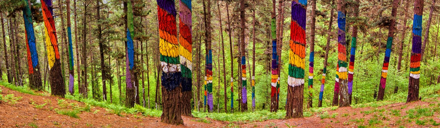 Oma Forest - Image 1