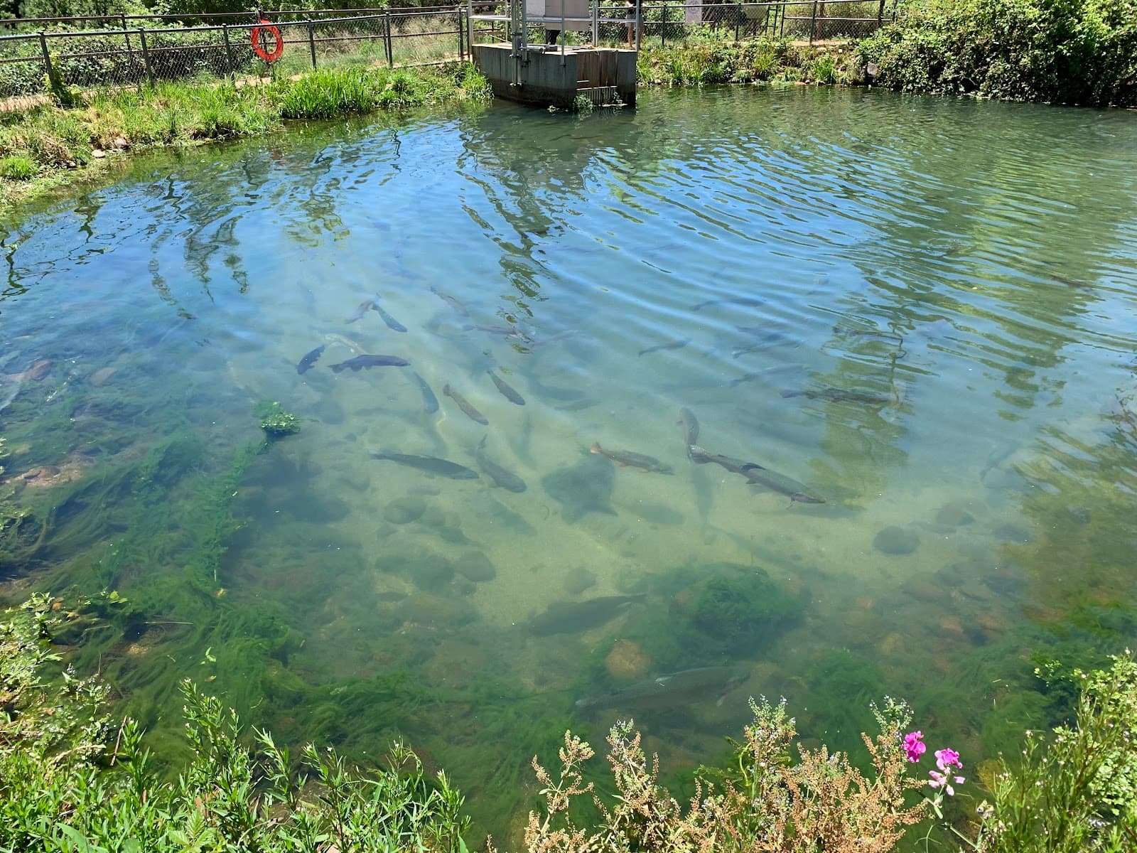 Tonto Creek Fish Hatchery - Image 1