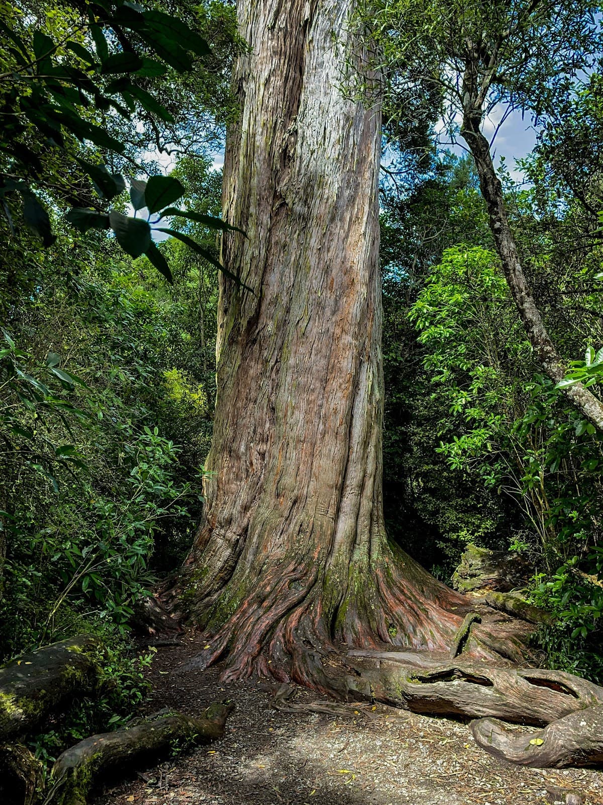 Peel Forest Park Scenic Reserve - Image 1