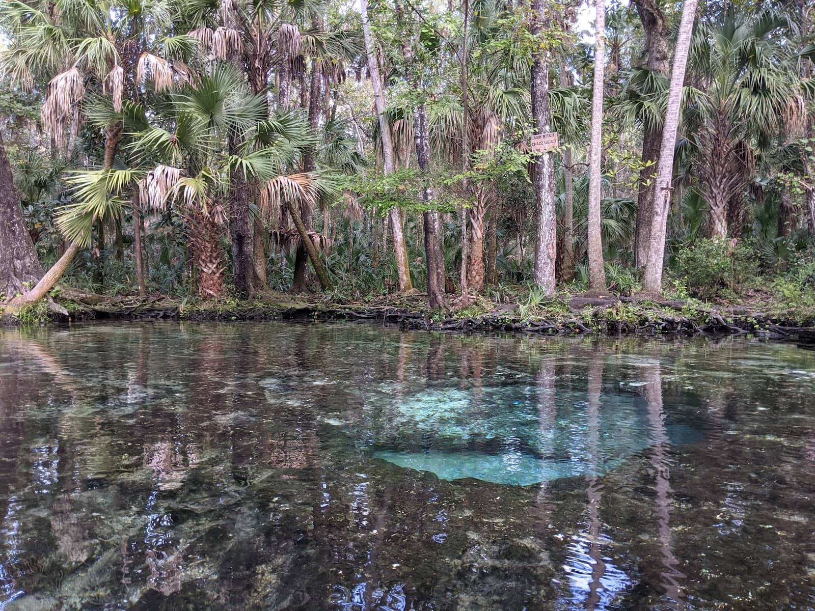 Manatee Sightings
