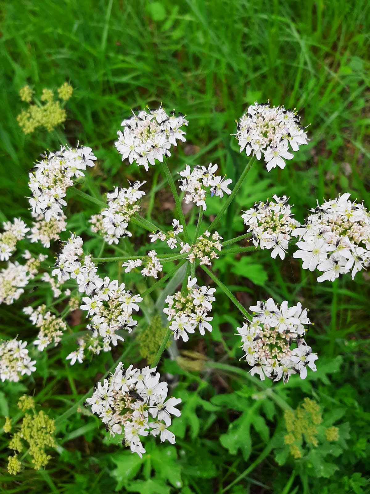 Forêt d'Orléans - Image 1