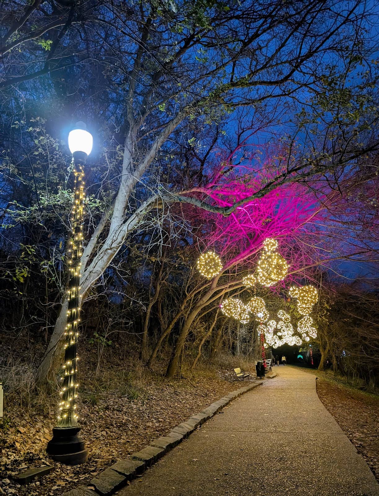 Christmas Lights Display