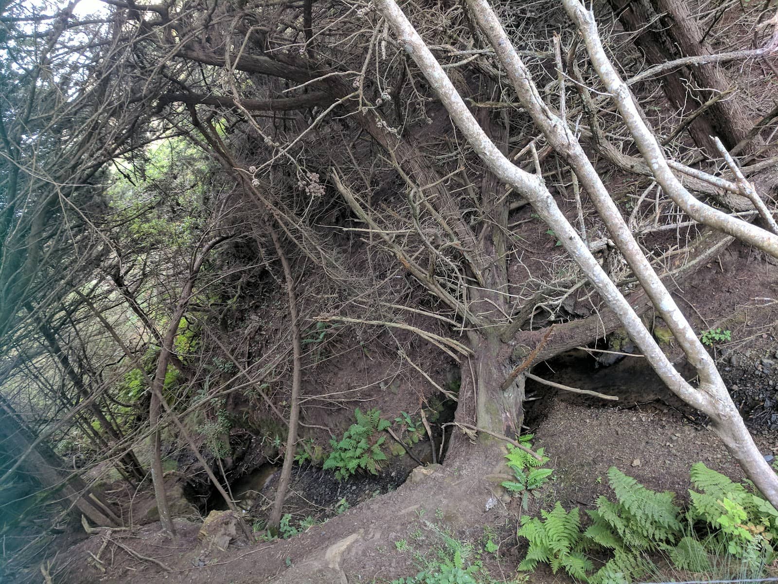 The Scenic Gulch Trail