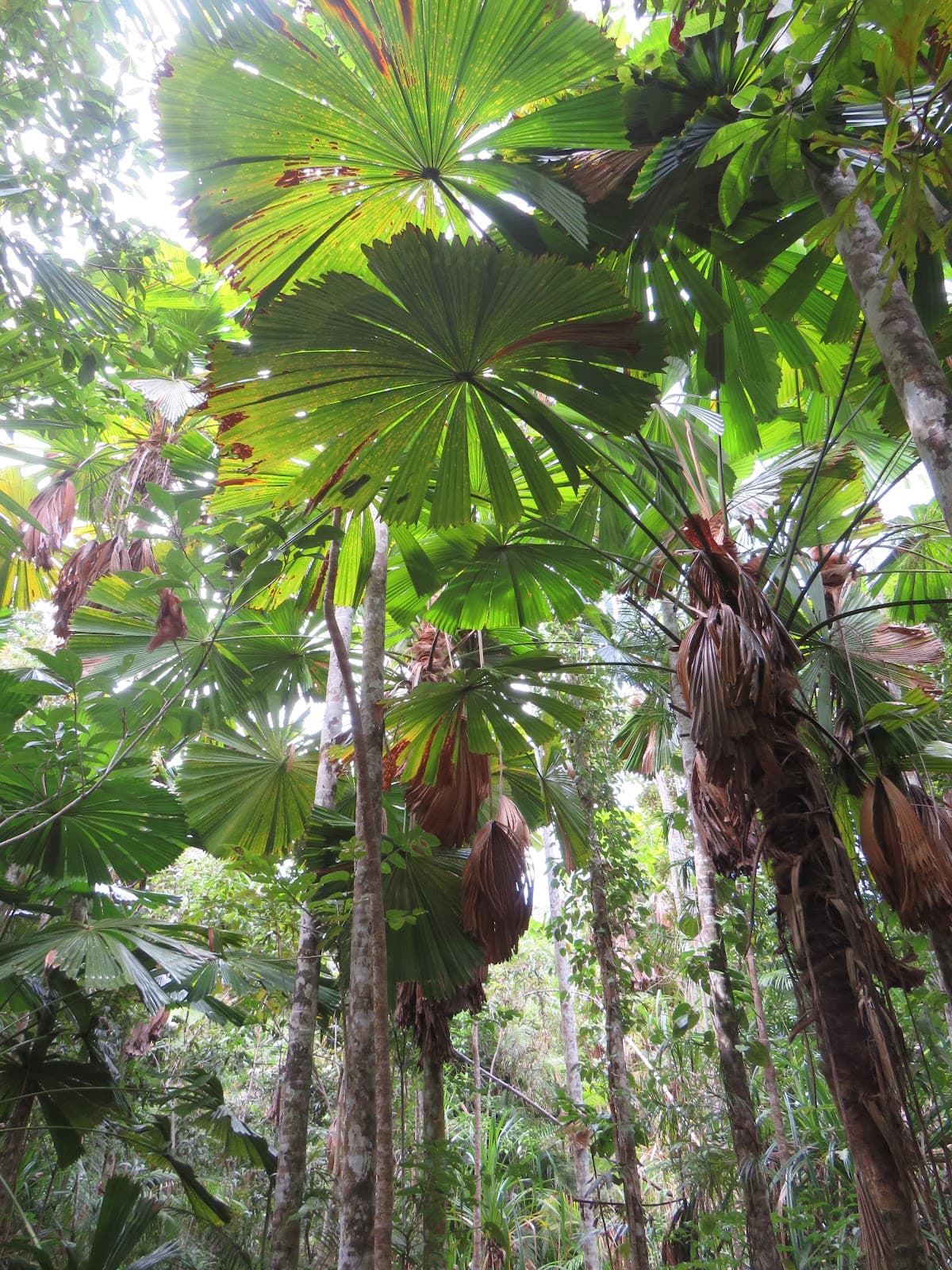 Licuala Fan Palm Walk - Image 1
