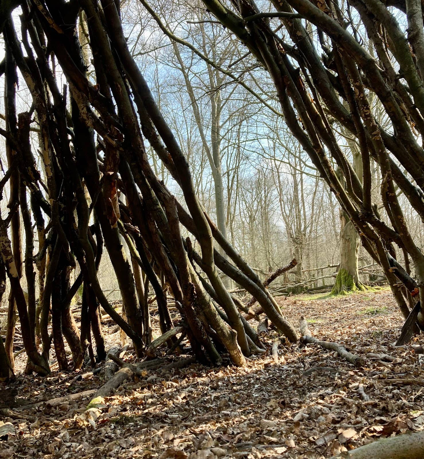 Morning Light Ambles