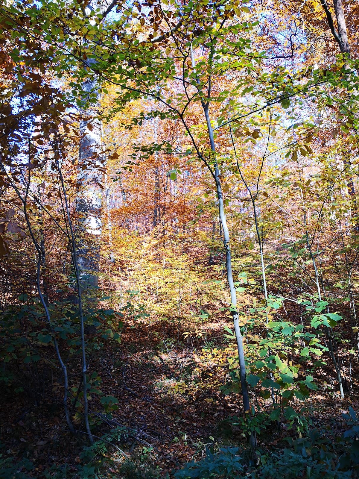 Dresdner Heide - Image 1