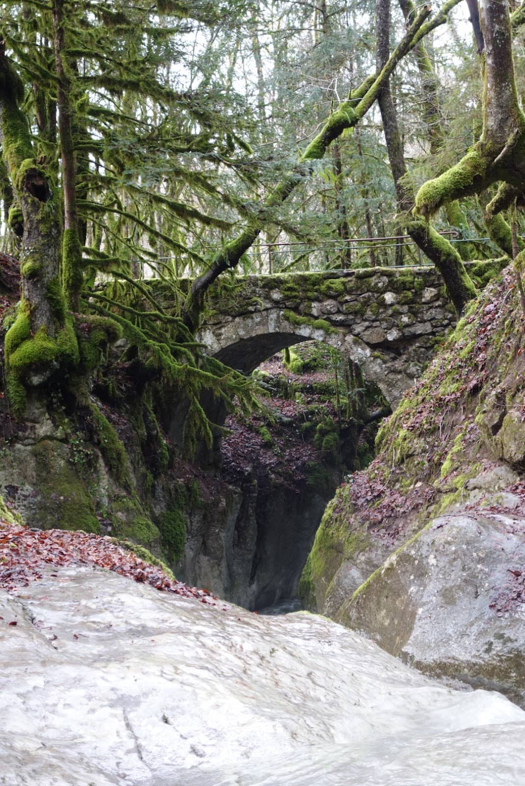 Forest Trails