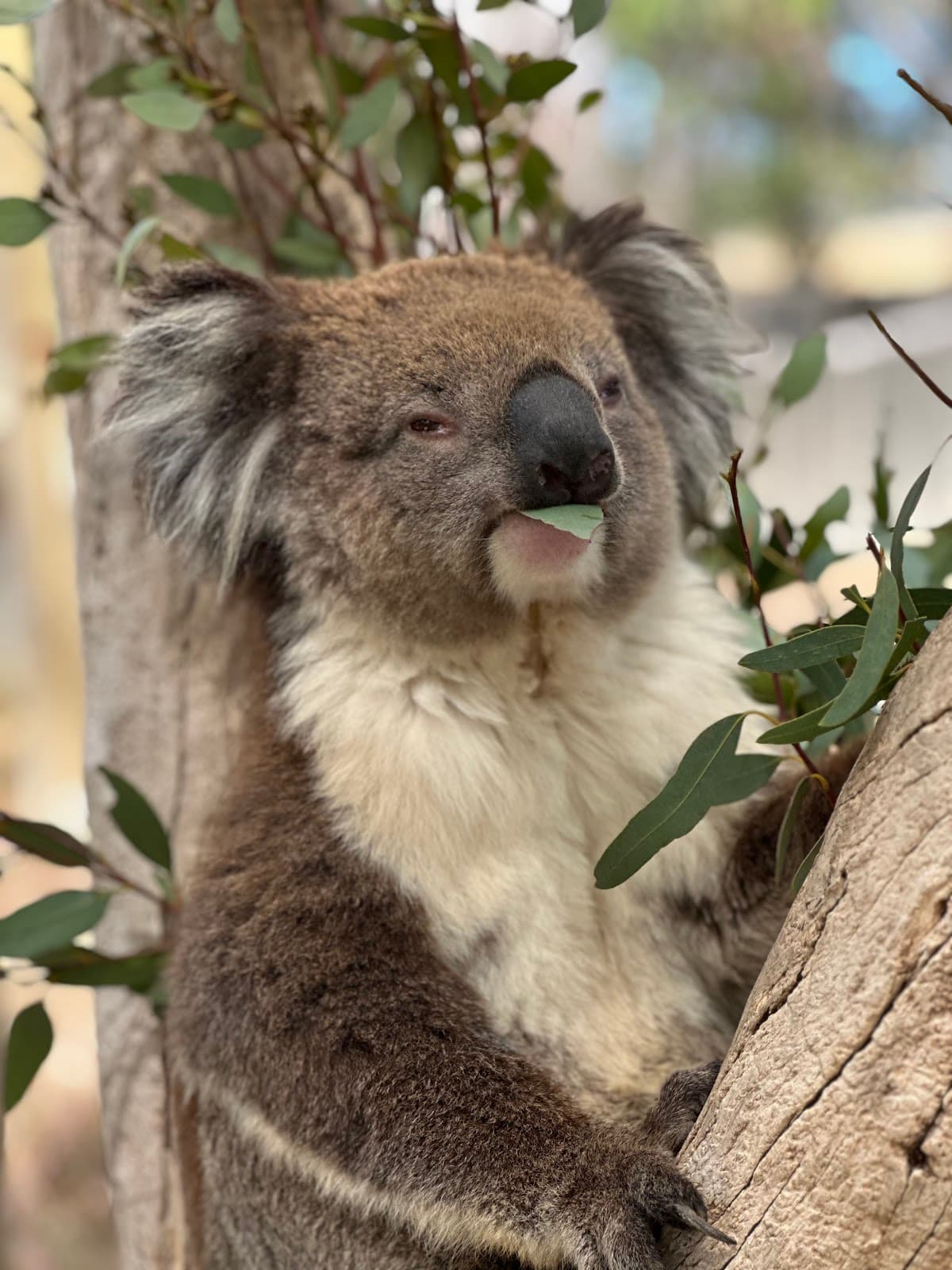 Cleland Wildlife Park - Image 1