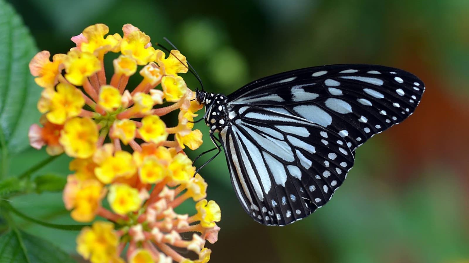 Butterfly Garden Jardin aux Papillons - Image 1