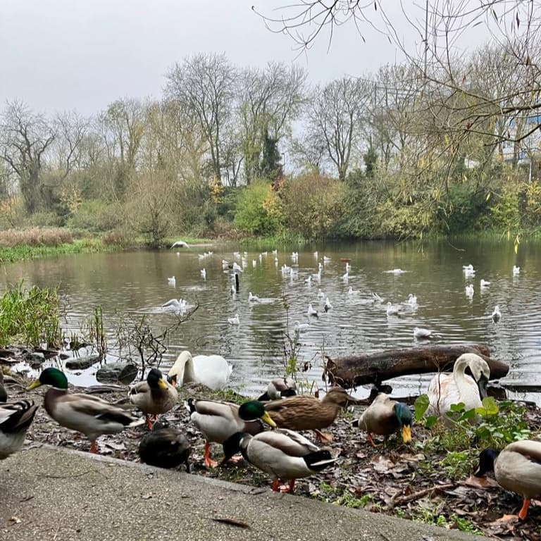 Quarry Lane Local Nature Reserve - Image 1
