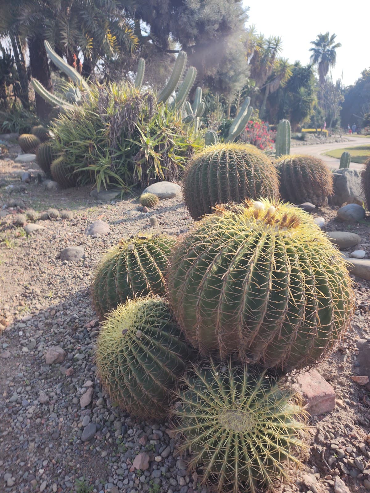 Cactus Garden (National Cactus & Succulent Botanical Garden) - Image 1