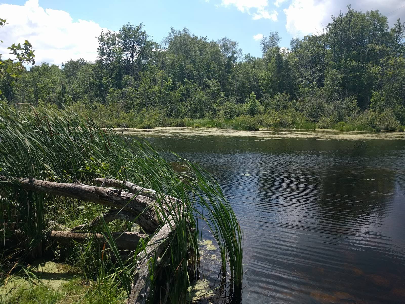 Pine Stand Trail
