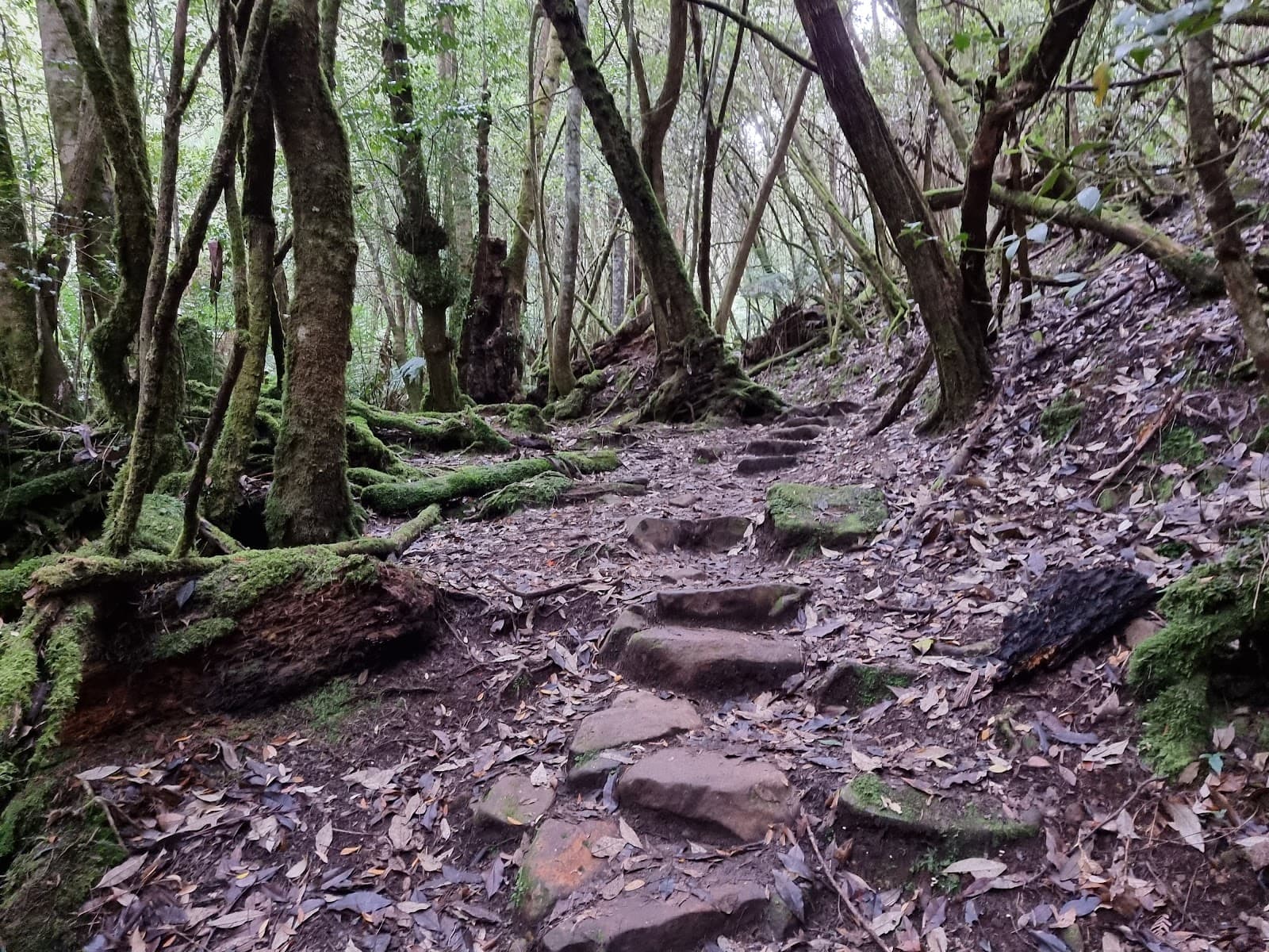 Myrtle Forest - Image 1