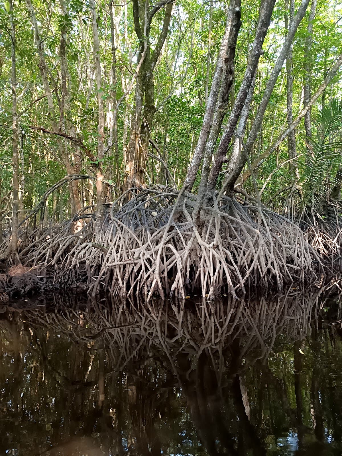 Cherating Mangrove Cruise & Fireflies - Image 1