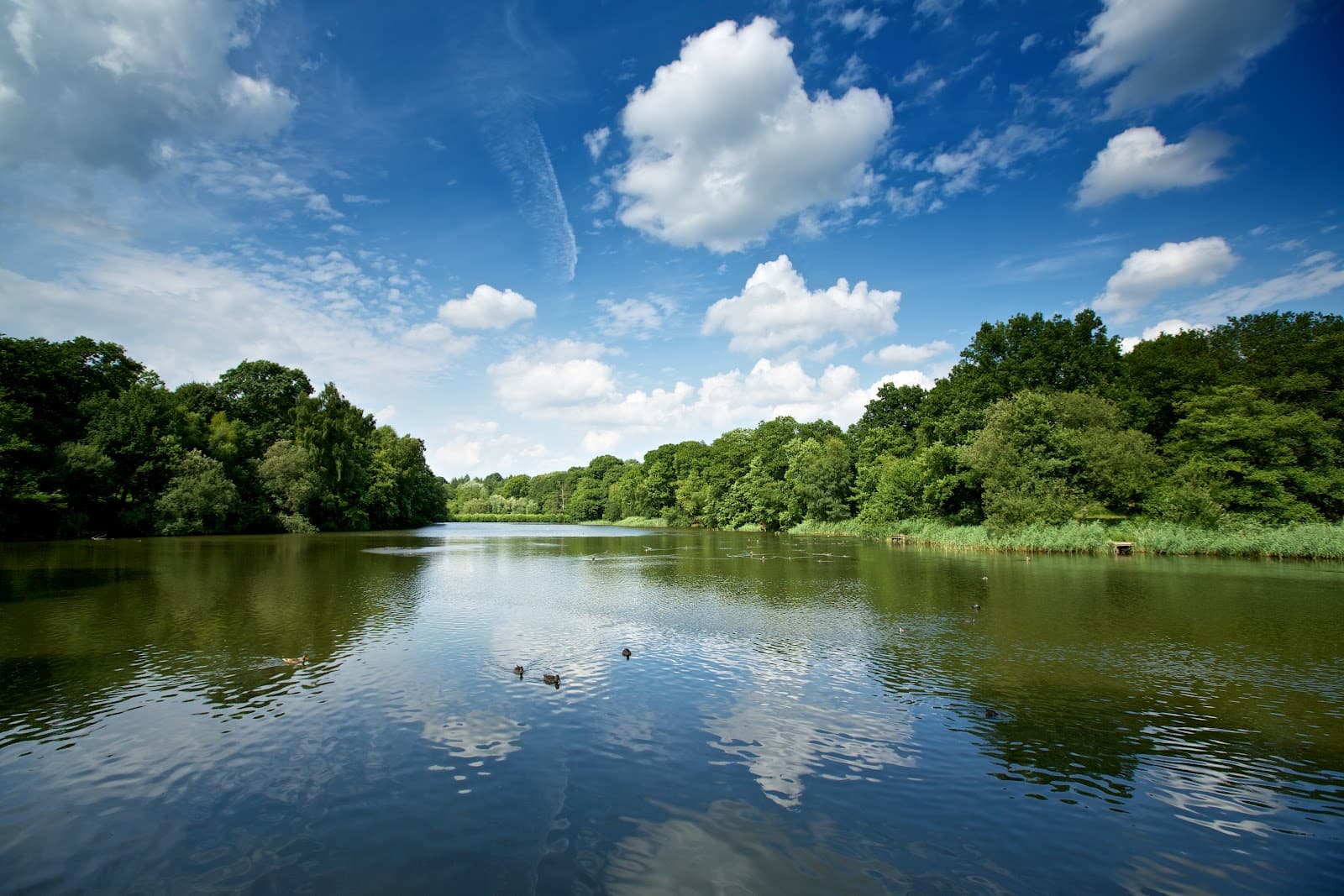 Cannop Ponds - Image 1