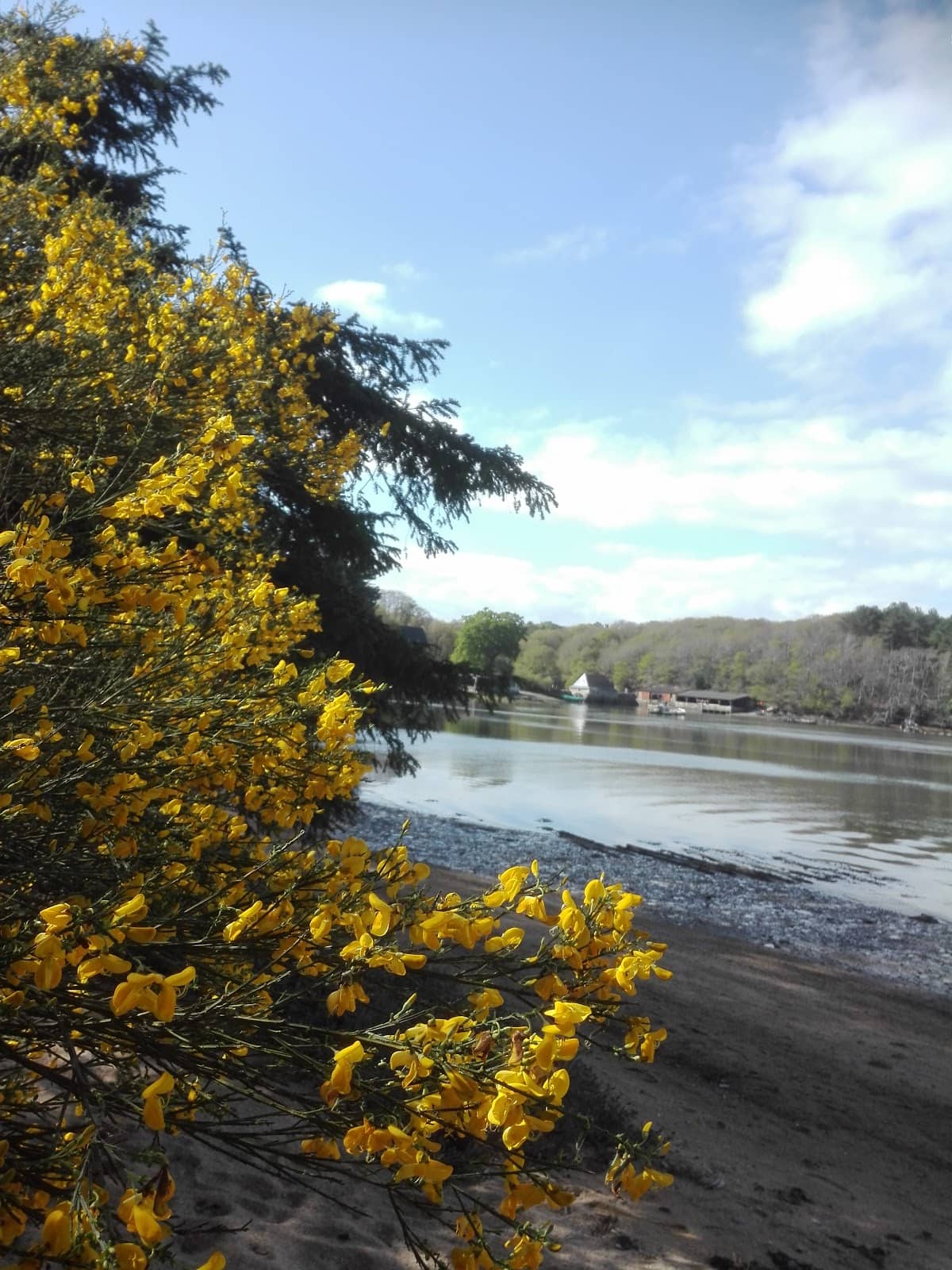 The Serene Riverside Promenade