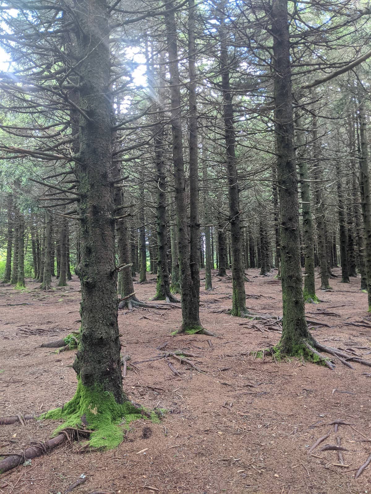 Art Loeb Trail Section