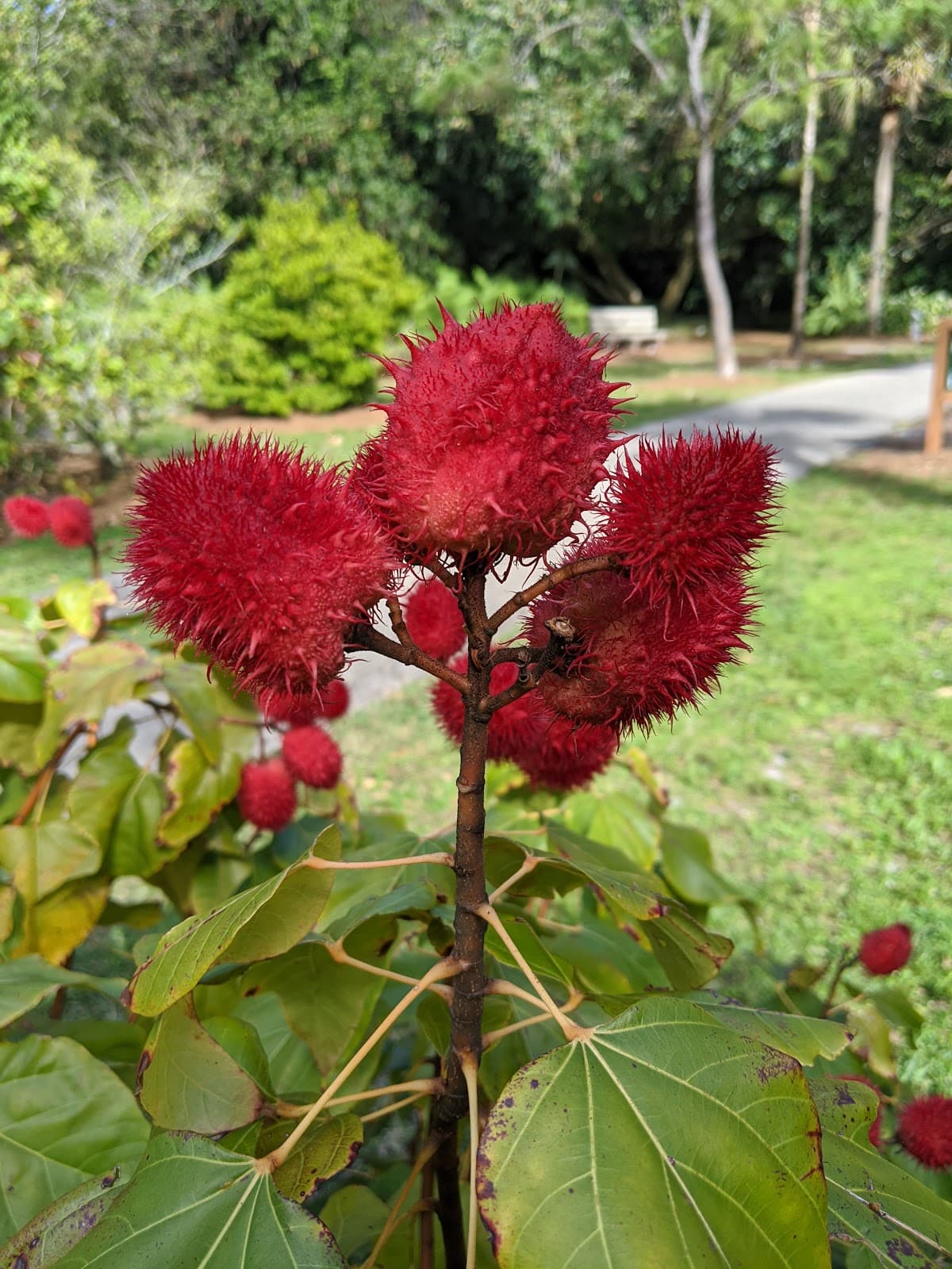 Deerfield Beach Arboretum - Image 1