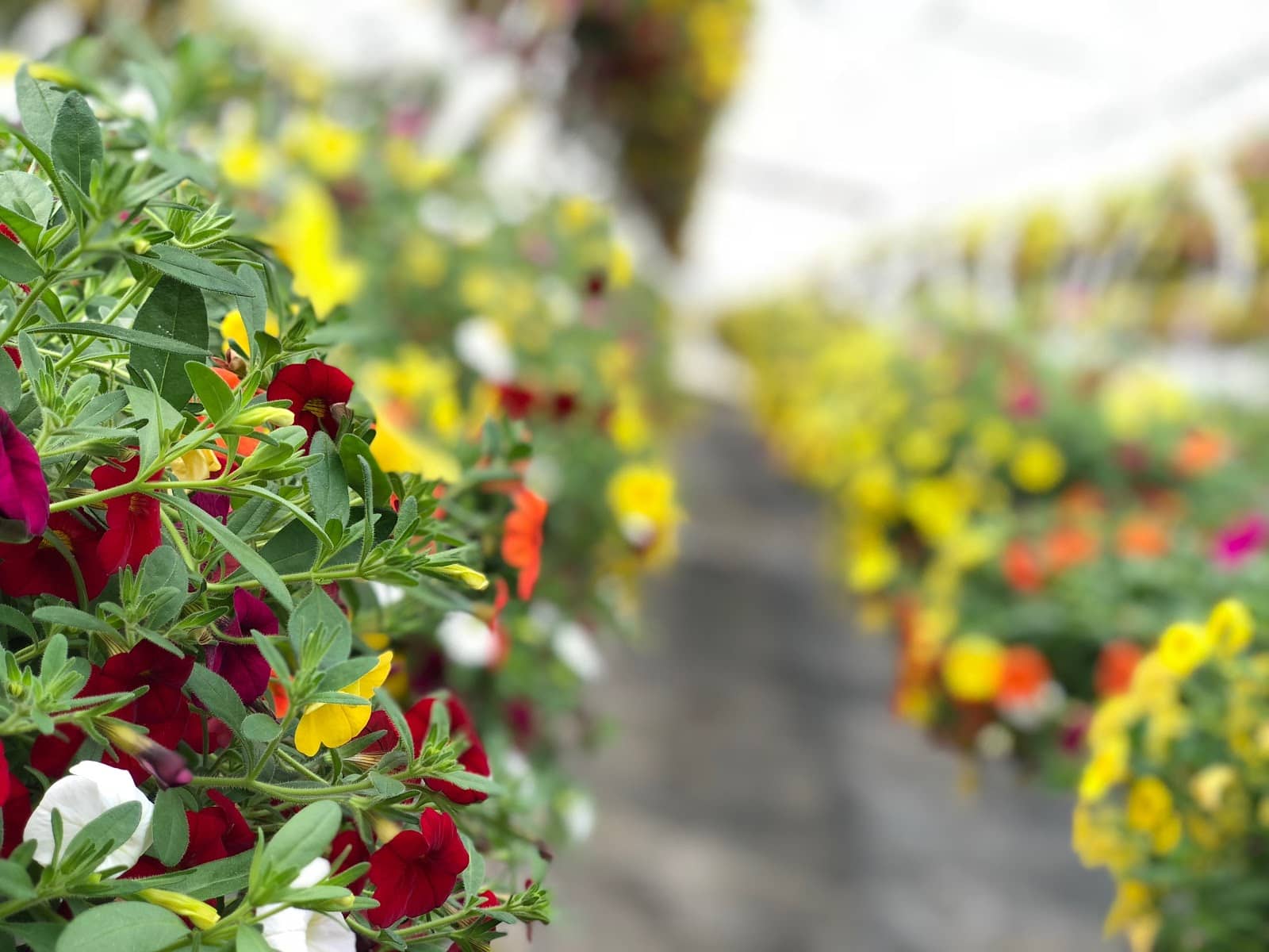 Playground & Petting Zoo