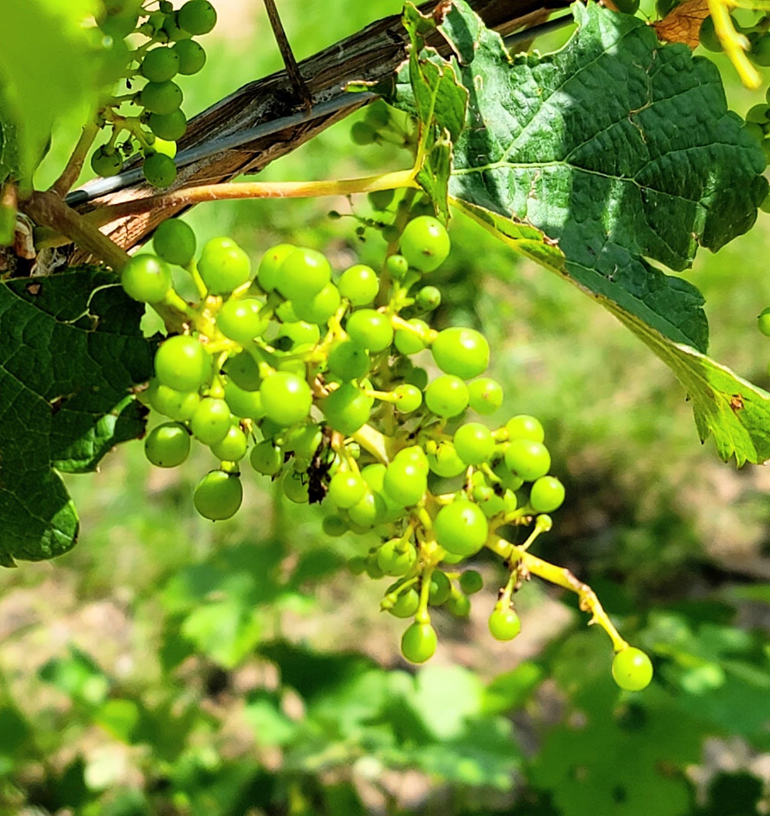 Bowers Harbor Park - Image 1