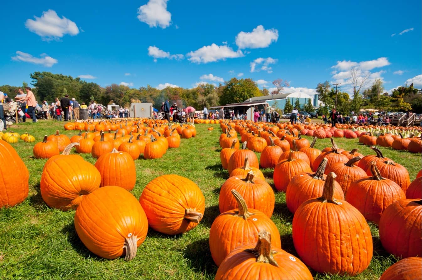 Cider Donuts & Smash