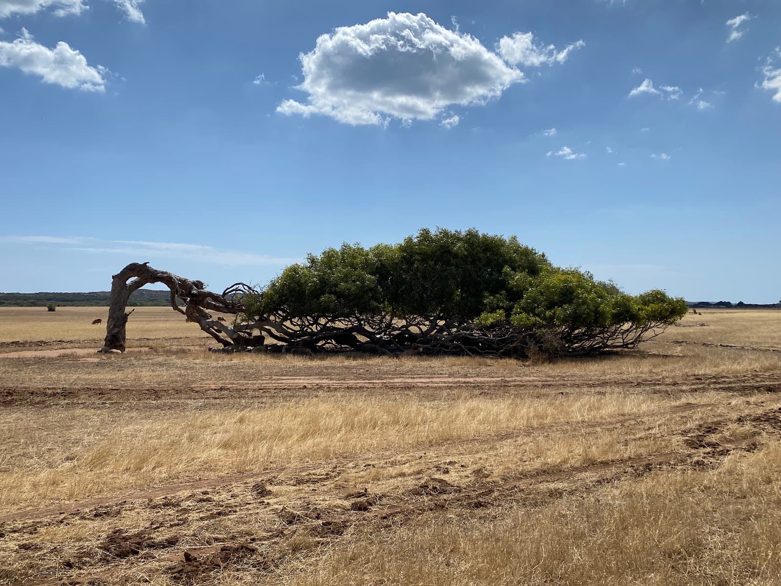 Leaning Trees of Greenough - Image 1