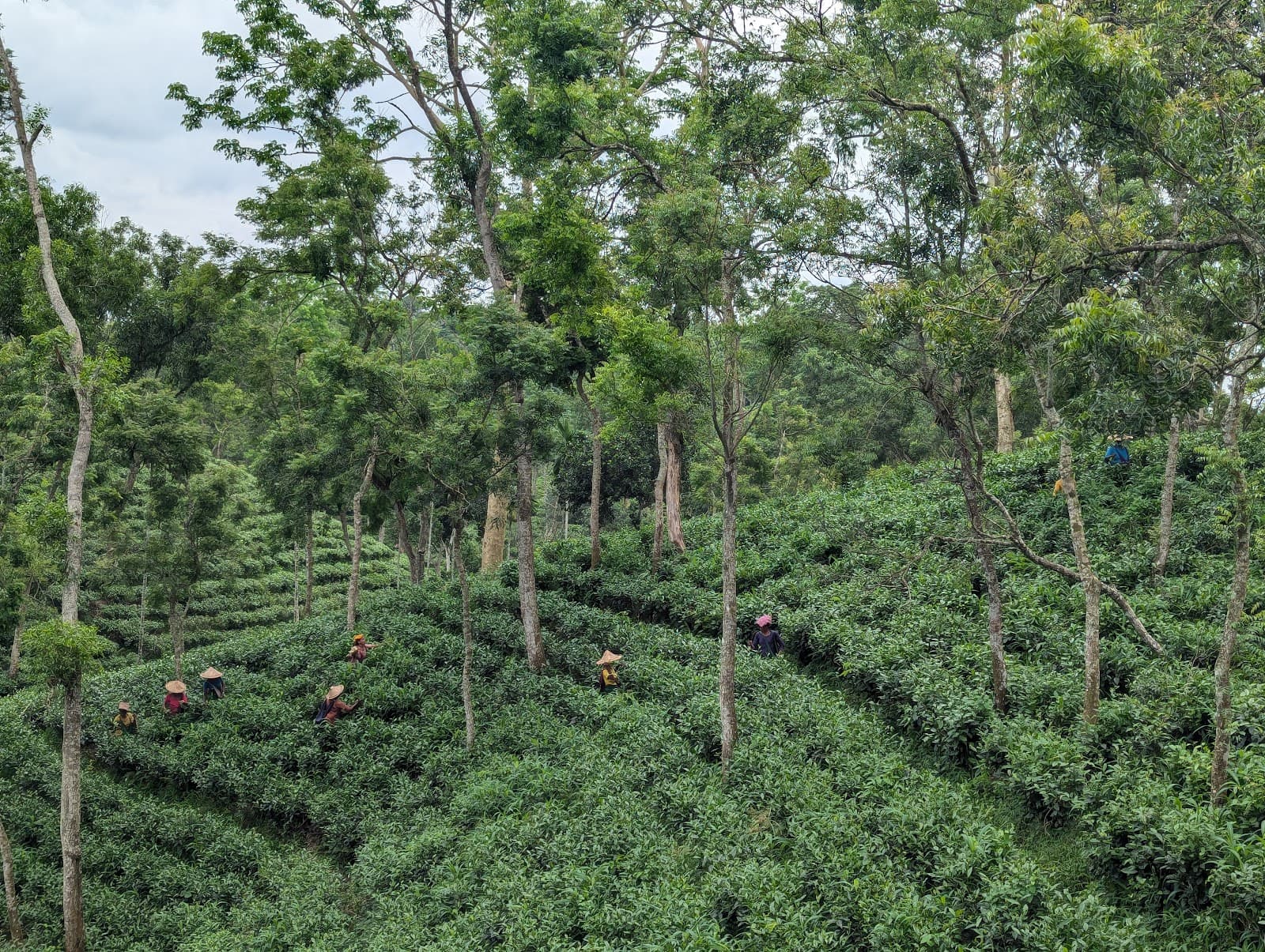 Sreemangal Tea Gardens - Image 1