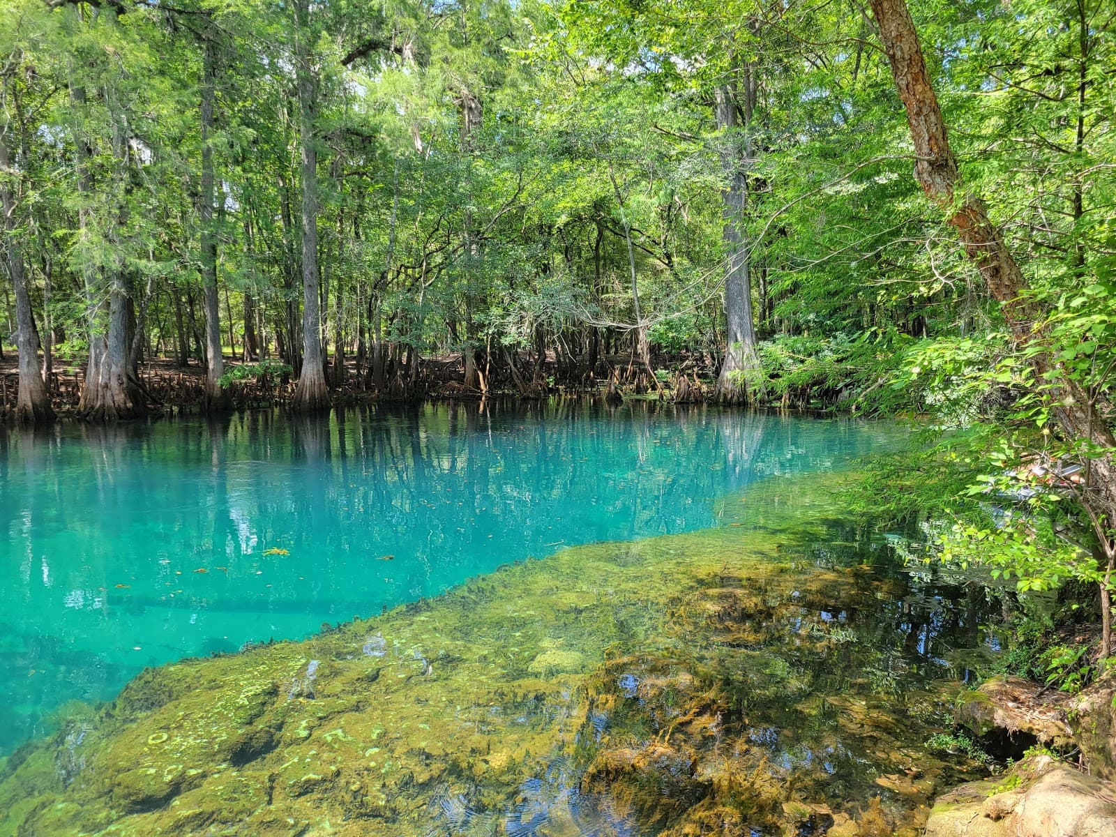 Manatee Springs State Park - Image 1