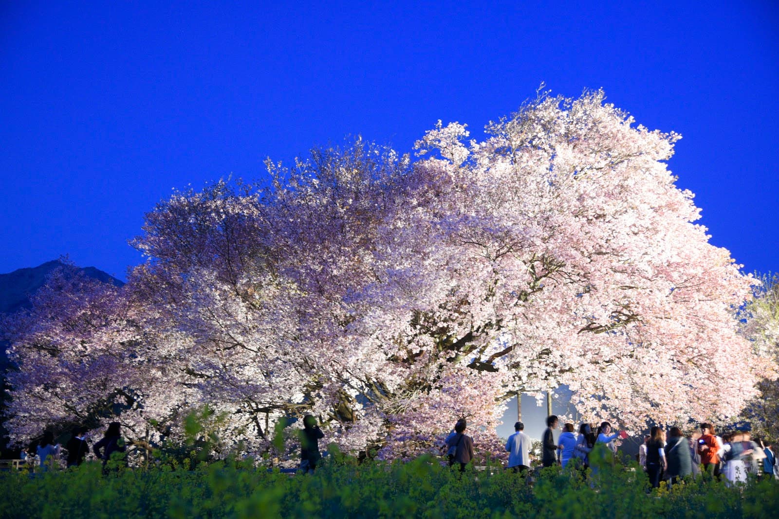Isshingyo Great Cherry Tree - Image 1