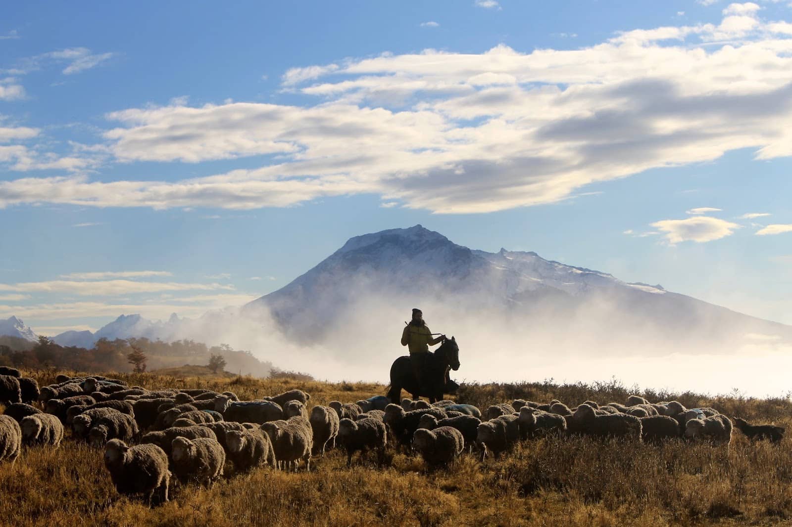 Sheep Herding & Shearing