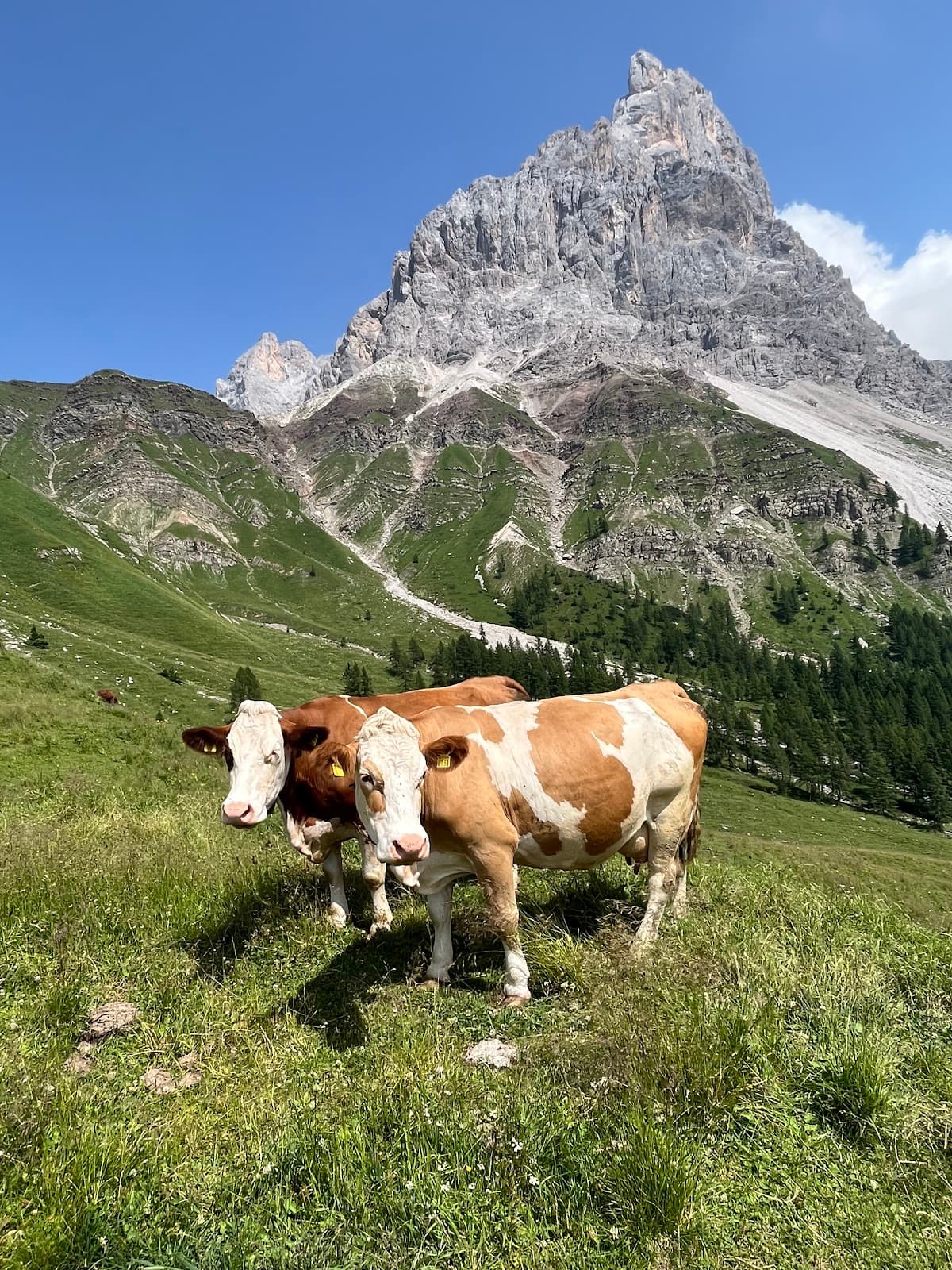 Passo Rolle - Image 1