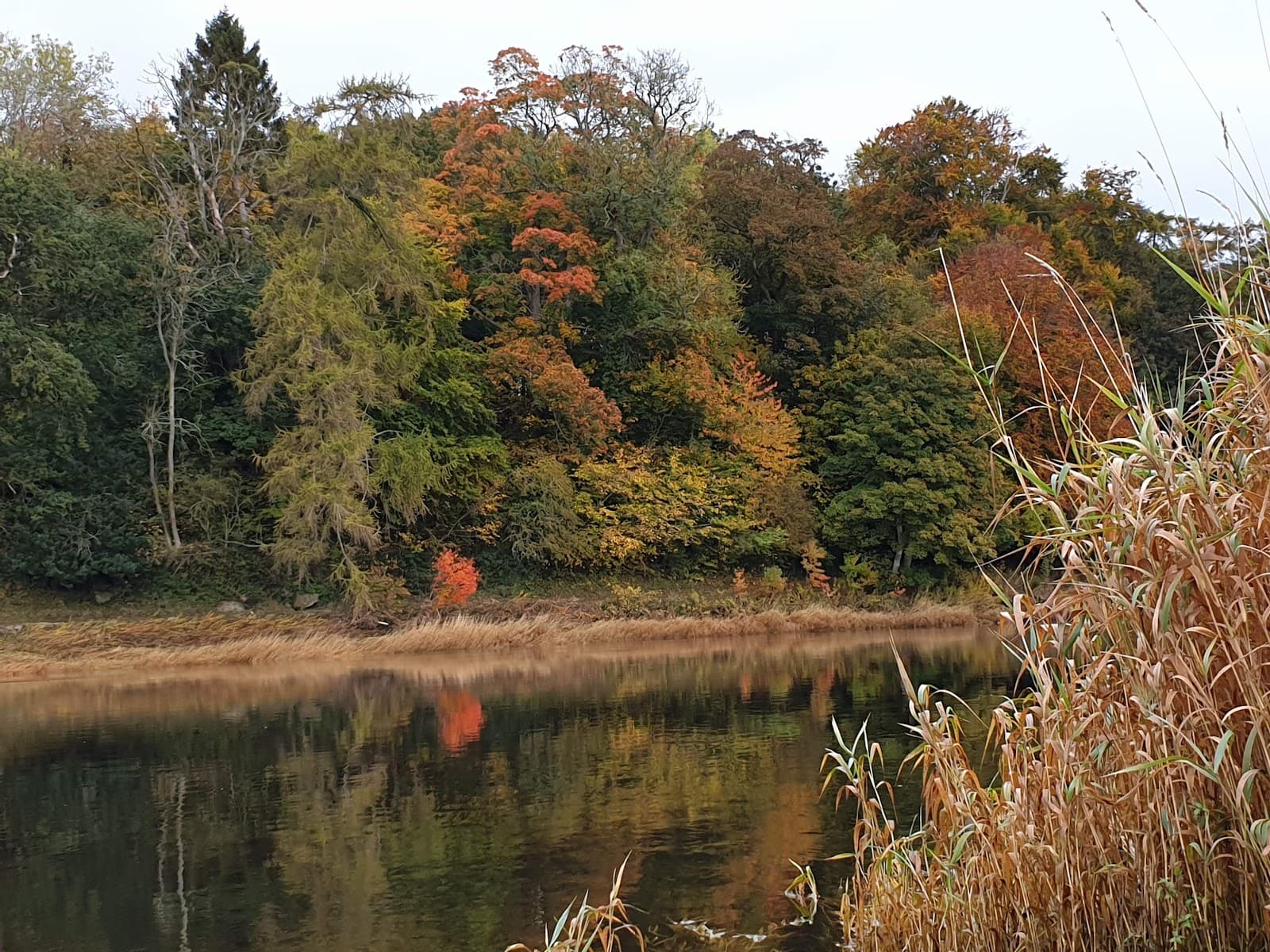 River Tweed Riverside Walk (Melrose–Gattonside) - Image 1