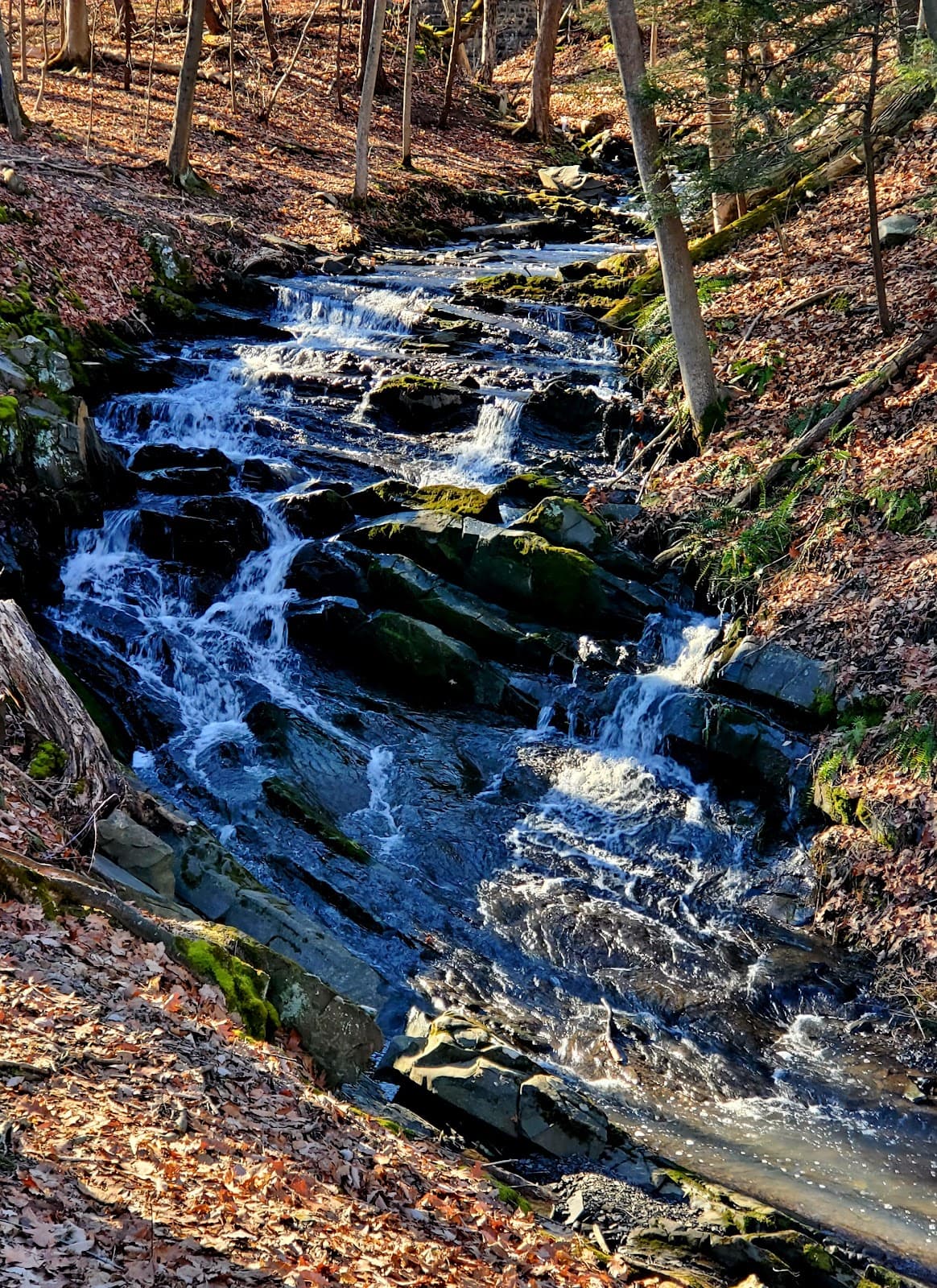 Falling Waters Preserve - Image 1